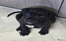 Mixed Breed dogs for sale: Stunning dogue de Bordeaux X cane corso - Image 8