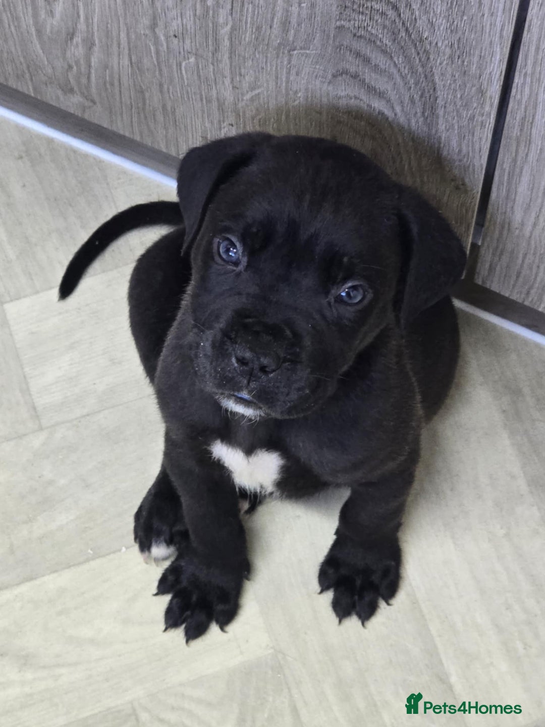 Mixed Breed dogs for sale: Stunning dogue de Bordeaux X cane corso - Image 8