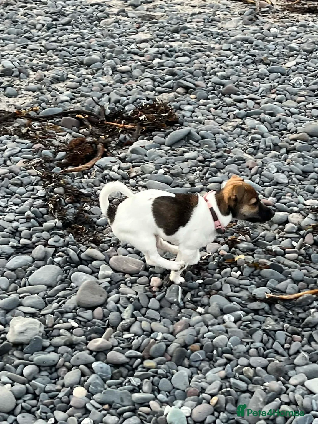 Jack Russell dogs for sale: Jack Russel female pup. - Advert 3