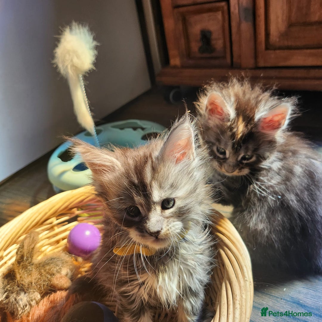 Maine Coon cats for sale: Maine coon purebred pedigre xl active in Barnsley - Image 8