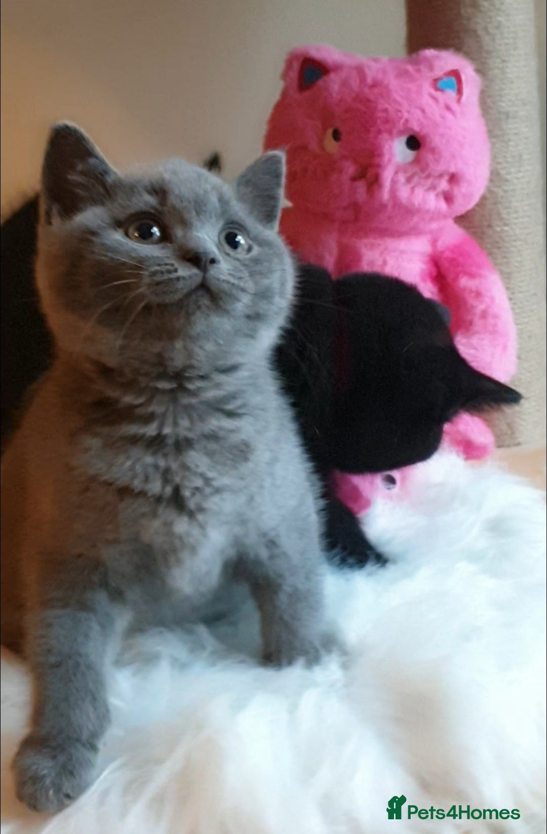 British Shorthair cats for sale: Exceptional Pedigree BSH Kittens  - Advert 2