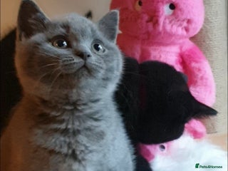 British Shorthair cats Exceptional Pedigree BSH Kittens - Advert 3