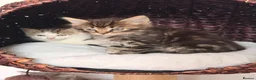 Mixed Breed cats for sale: 5 long hair fluffy kittens 🐱🐱 - Advert 2