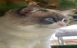 Ragdoll cats for stud: Active Gccf Blue bi Ragdoll in Grantham - Image 5