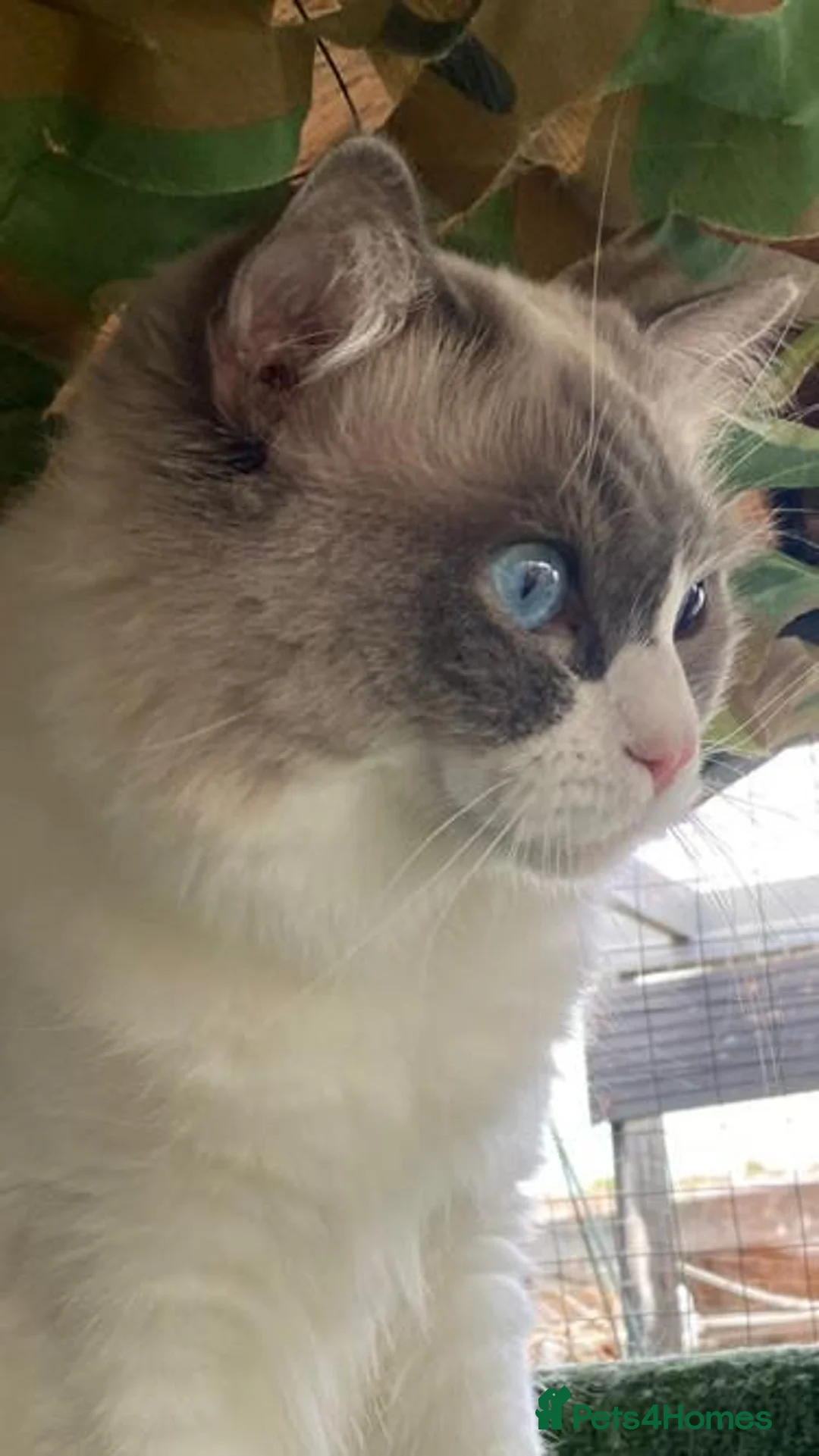 Ragdoll cats for stud: Active Gccf Blue bi Ragdoll in Grantham - Advert 5