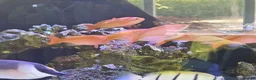 Other/Mixed Breed fish for sale: Large Marine fish in Sale - Advert 7