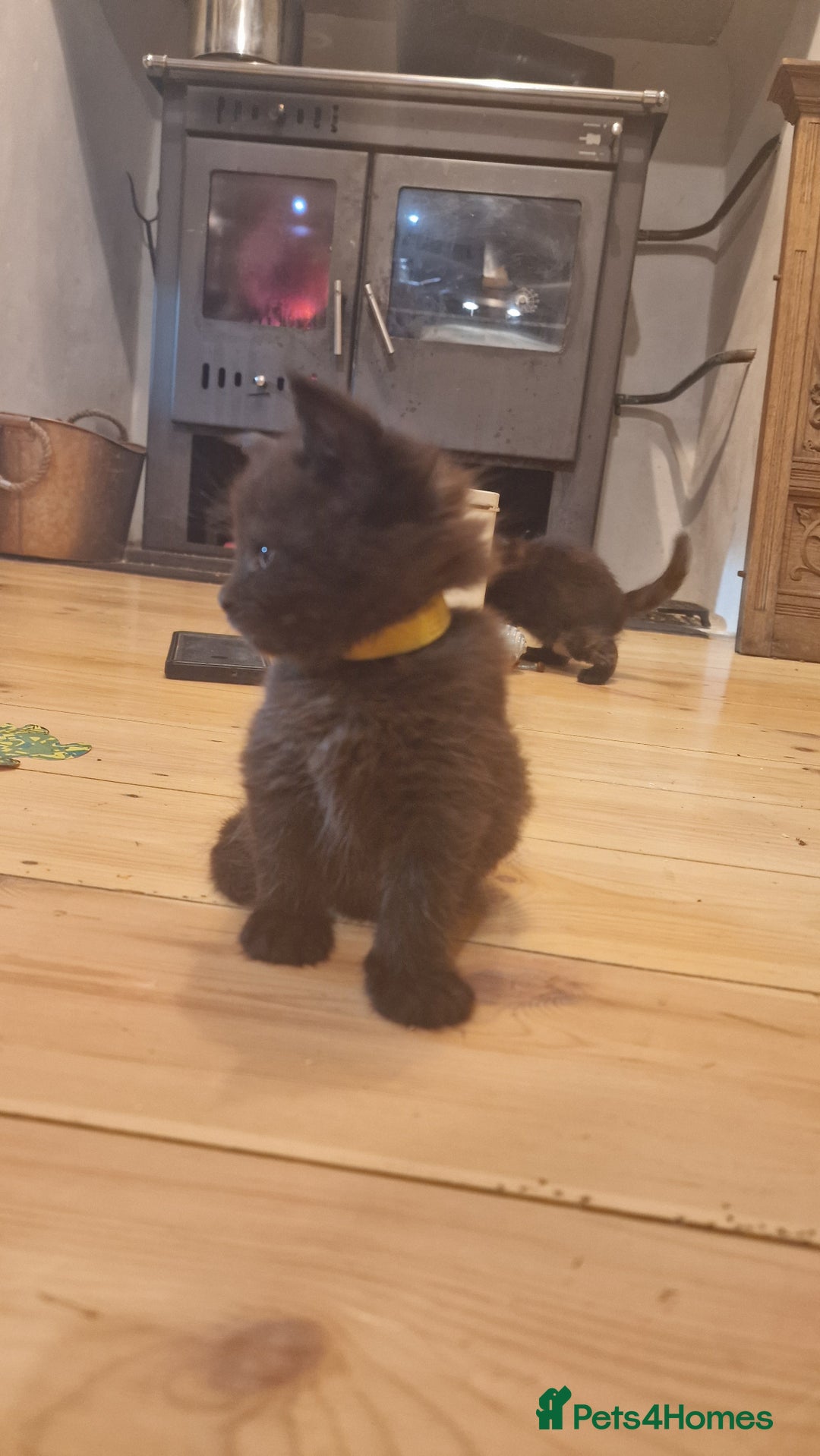 Maine Coon cats for sale: Beautiful Mainecoon X  9 kittens  - Image 20
