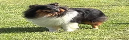 Shetland Sheepdog dogs for sale: Beautiful tri Shetland sheepdog bitch  - Advert 3