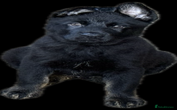 German Shepherd dogs for sale: German Shepherd Puppies - exceptional bloodline  - Image 18