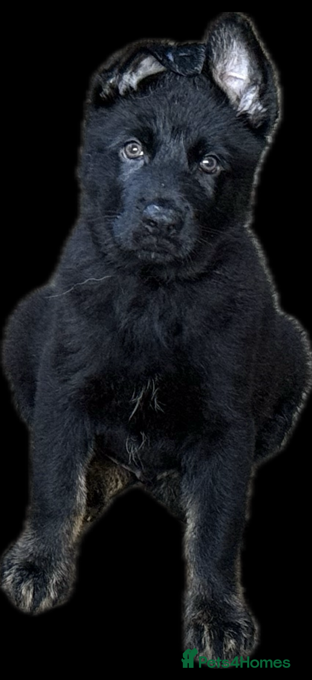 German Shepherd dogs for sale: German Shepherd Puppies - exceptional bloodline  - Image 18