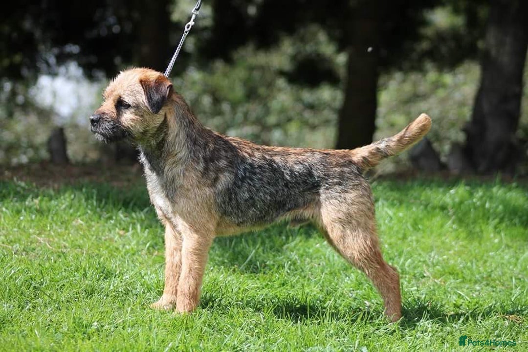 Border Terrier dogs for sale: Beautiful litter 2 girls available  - Advert 4