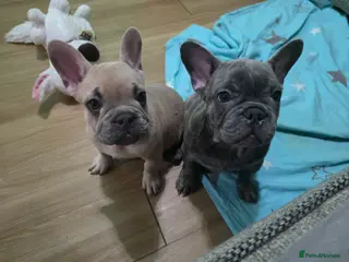 French Bulldog dogs Beautiful Blue French bulldog - Advert 5