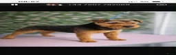 Lakeland Terrier dogs for sale: For sale- 18 month old Lakeland terrier  - Advert 5