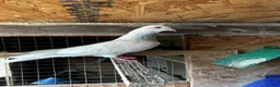 Pigeons birds for sale: Quality pigeons for sale  - Advert 12