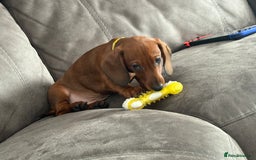 Dachshund dogs for sale: Ready now! Dachshund puppy/sausage dog 1 girl left - Image 15