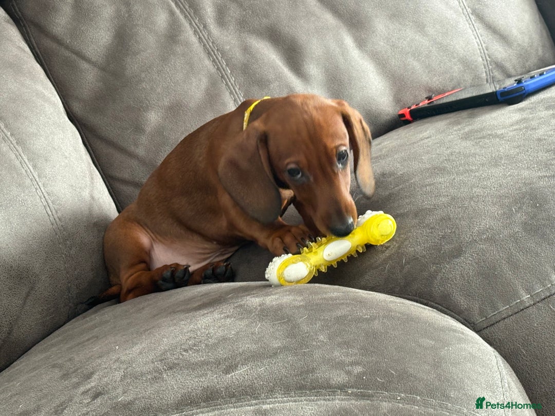 Dachshund dogs for sale: Ready now! Dachshund puppy/sausage dog 1 girl left - Image 15