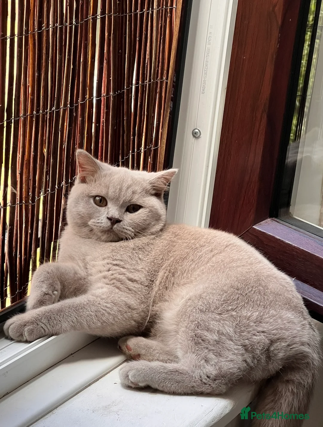 British Shorthair cats for sale: 4 Beautiful British Shorthair Kittens for Sale - Advert 15