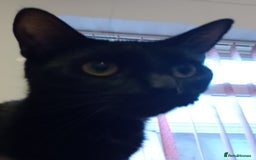 Mixed Breed cats for sale: 3 beautiful kittens  - Image 4