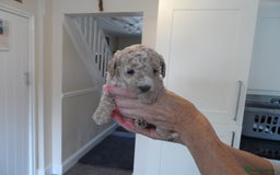 Cavapoo dogs for sale: Quality F1B Cavapoo puppies health tested  - Image 2