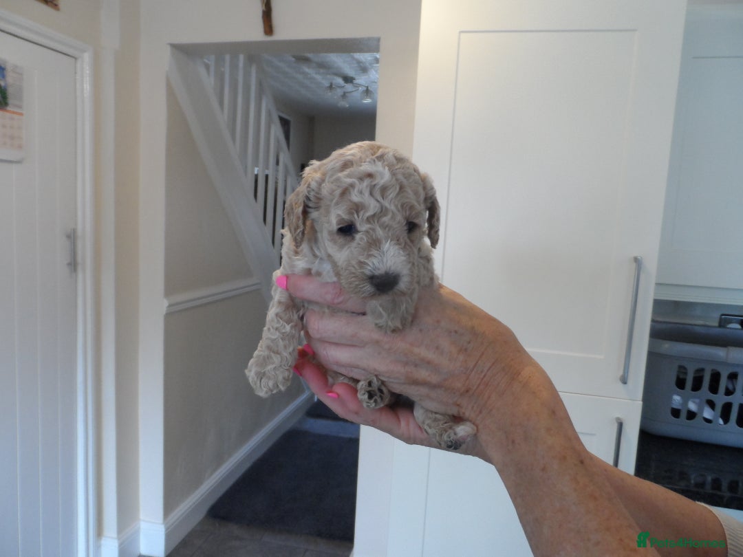 Cavapoo dogs for sale: Quality F1B Cavapoo puppies health tested  - Image 2