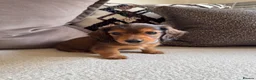Miniature Dachshund dogs for sale: Miniature Long Haired Dachshund Puppies Available! - Advert 3