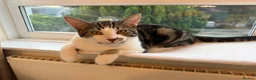 British Shorthair cats for sale: Mr Olly - Advert 2