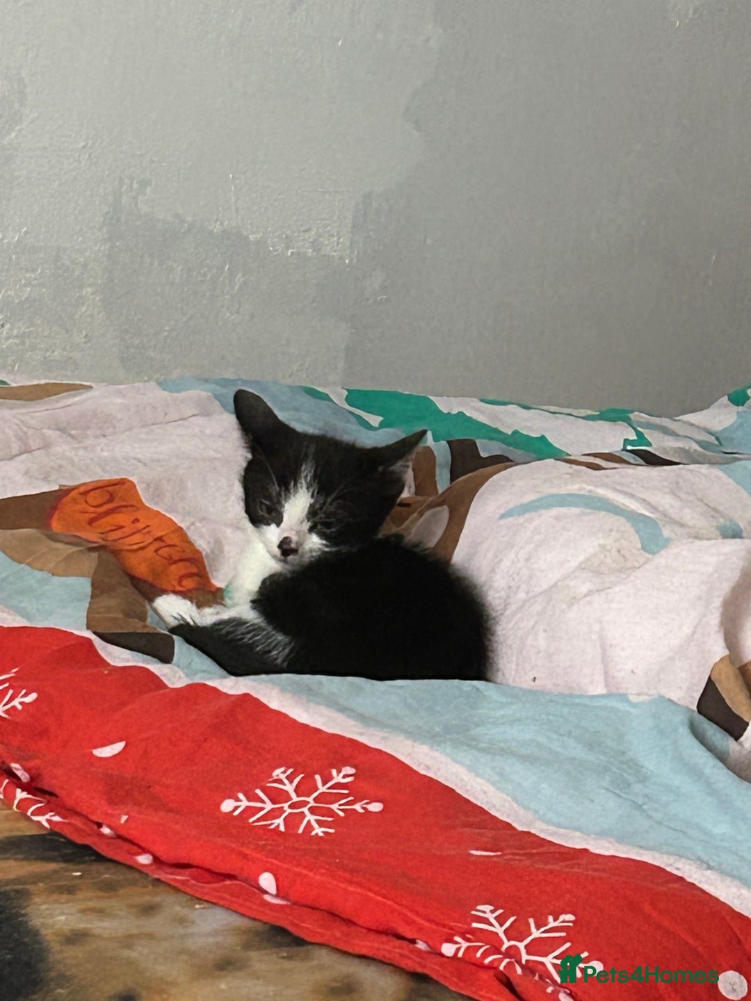 Mixed Breed cats for sale: Kittens are ready now 8 weeks old  - Advert 5