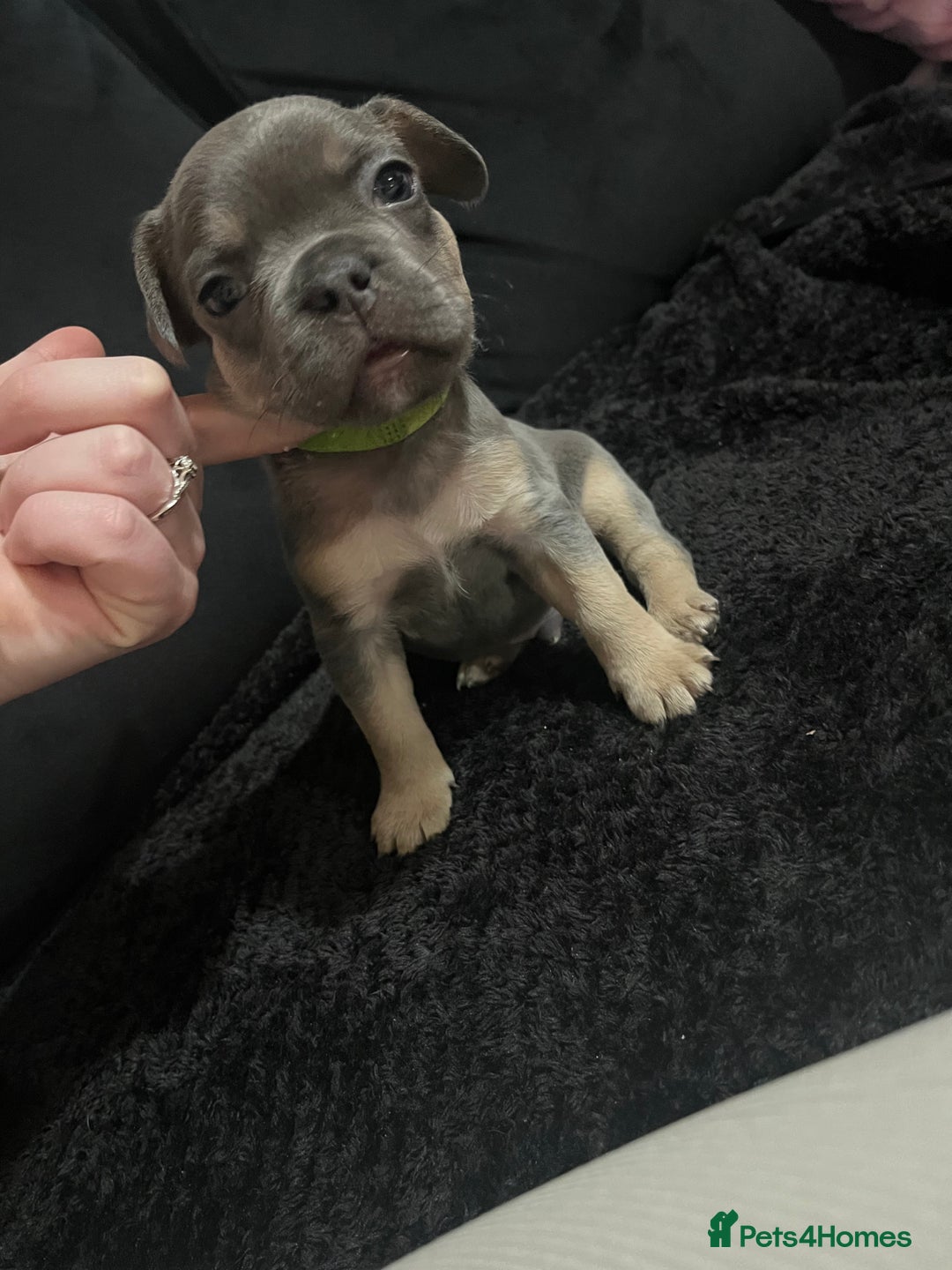 French Bulldog dogs for sale: French bulldog - Advert 2