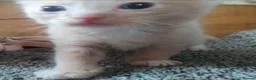 Ragdoll cats for sale: Ragdoll x - Advert 22