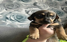 Mixed Breed dogs for sale: Husky x dashound  - Image 6