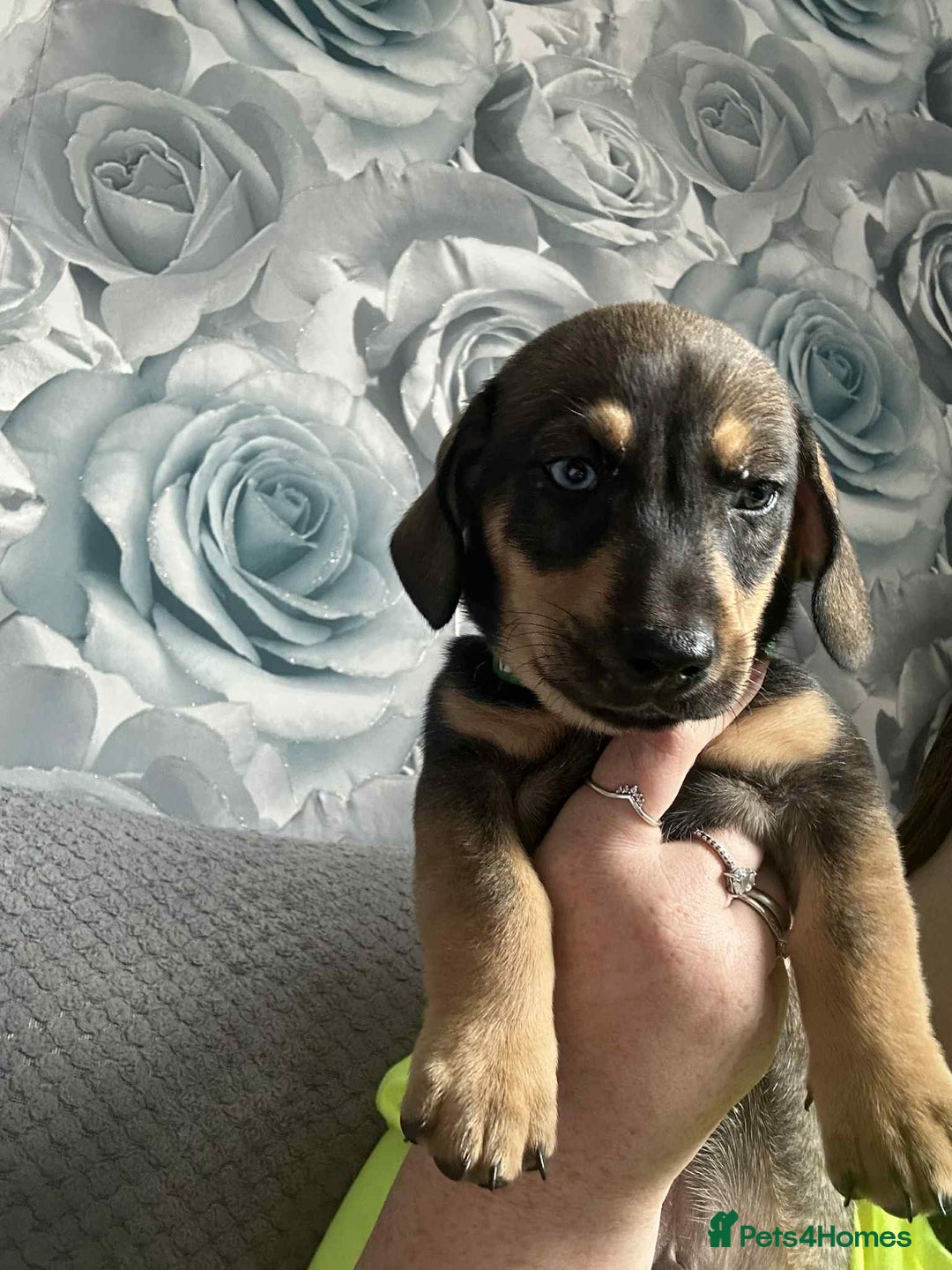 Mixed Breed dogs for sale: Husky x dashound  - Image 6