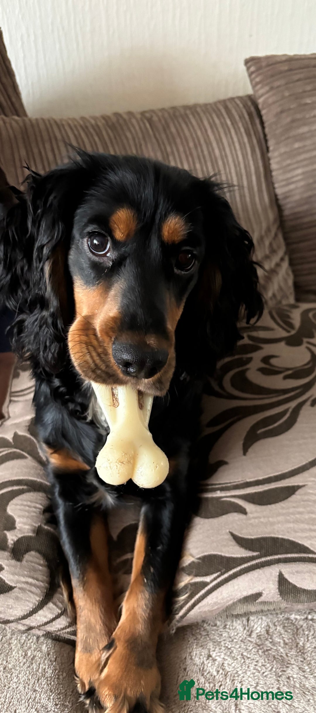 Cocker Spaniel dogs for stud: Macca - Advert 5