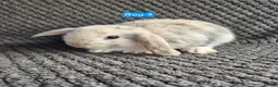 Mini Lop rabbits for sale: Mini Lop Bunnies - Advert 2