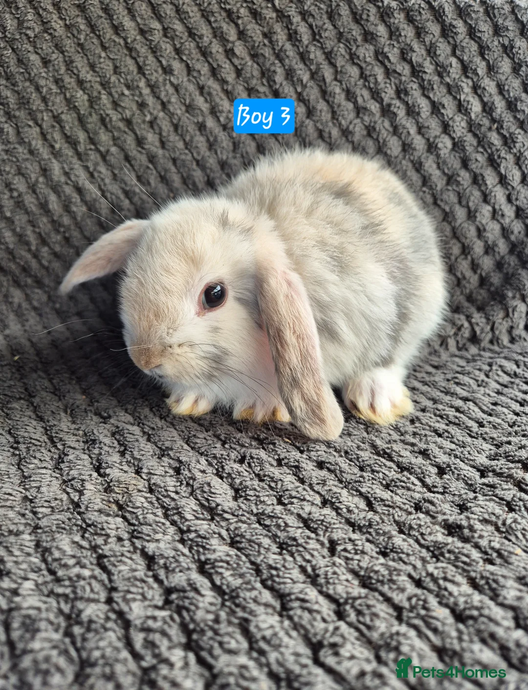 Mini Lop rabbits for sale: Mini Lop Bunnies - Advert 2