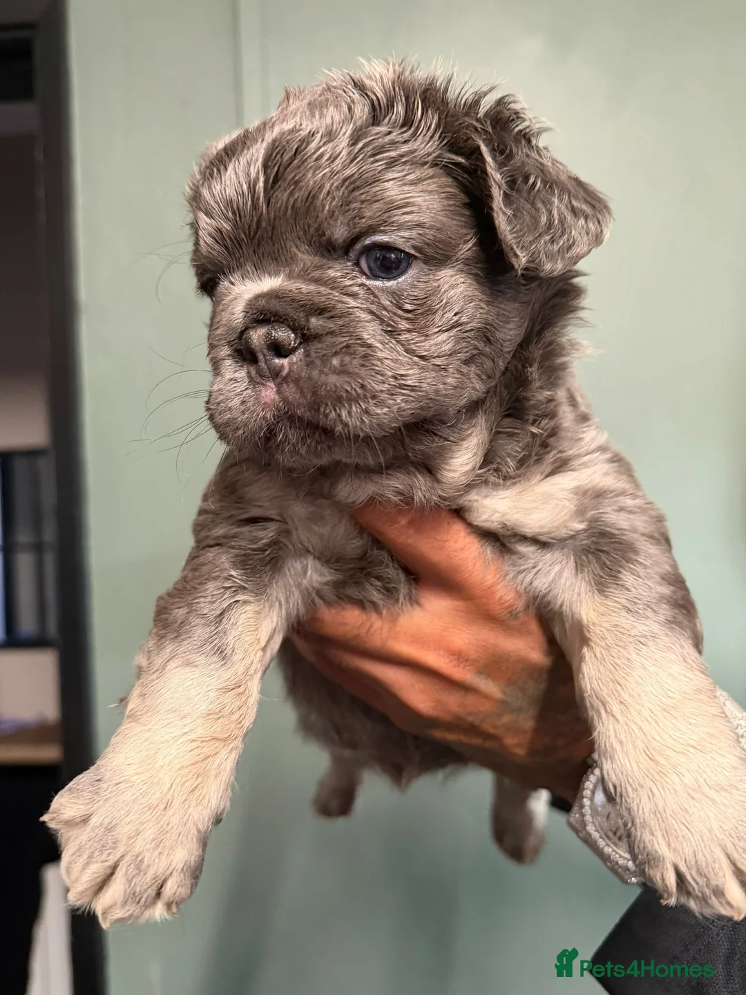 French Bulldog dogs for sale: Blue & Tan Fluffy French Bulldogs  - Advert 7