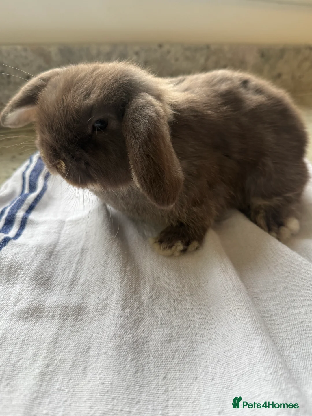 Mini Lop rabbits for sale: Beautiful Mini Lop Babies  - Advert 5