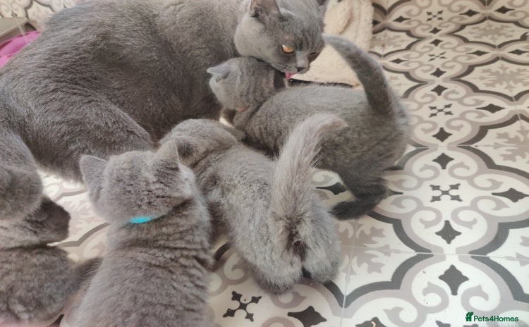 British Shorthair cats - Advert 1
