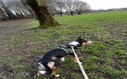 Border Collie dogs for sale: 2 yrs old female border collie - Image 2