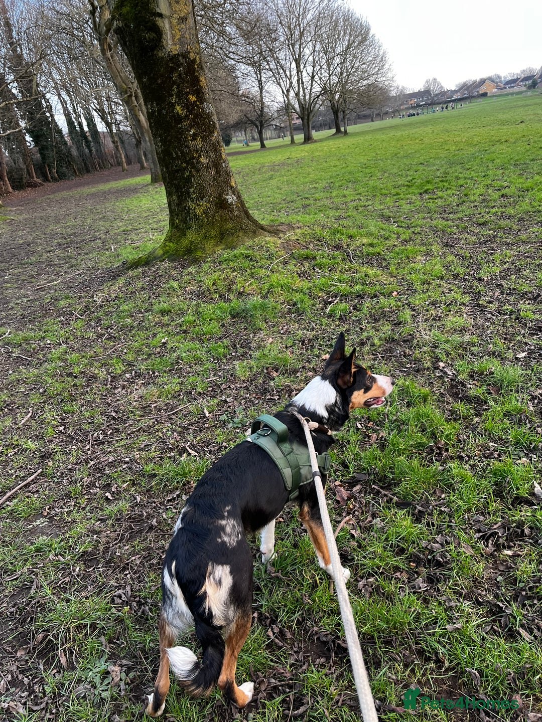 Border Collie dogs for sale: 2 yrs old female border collie - Image 2