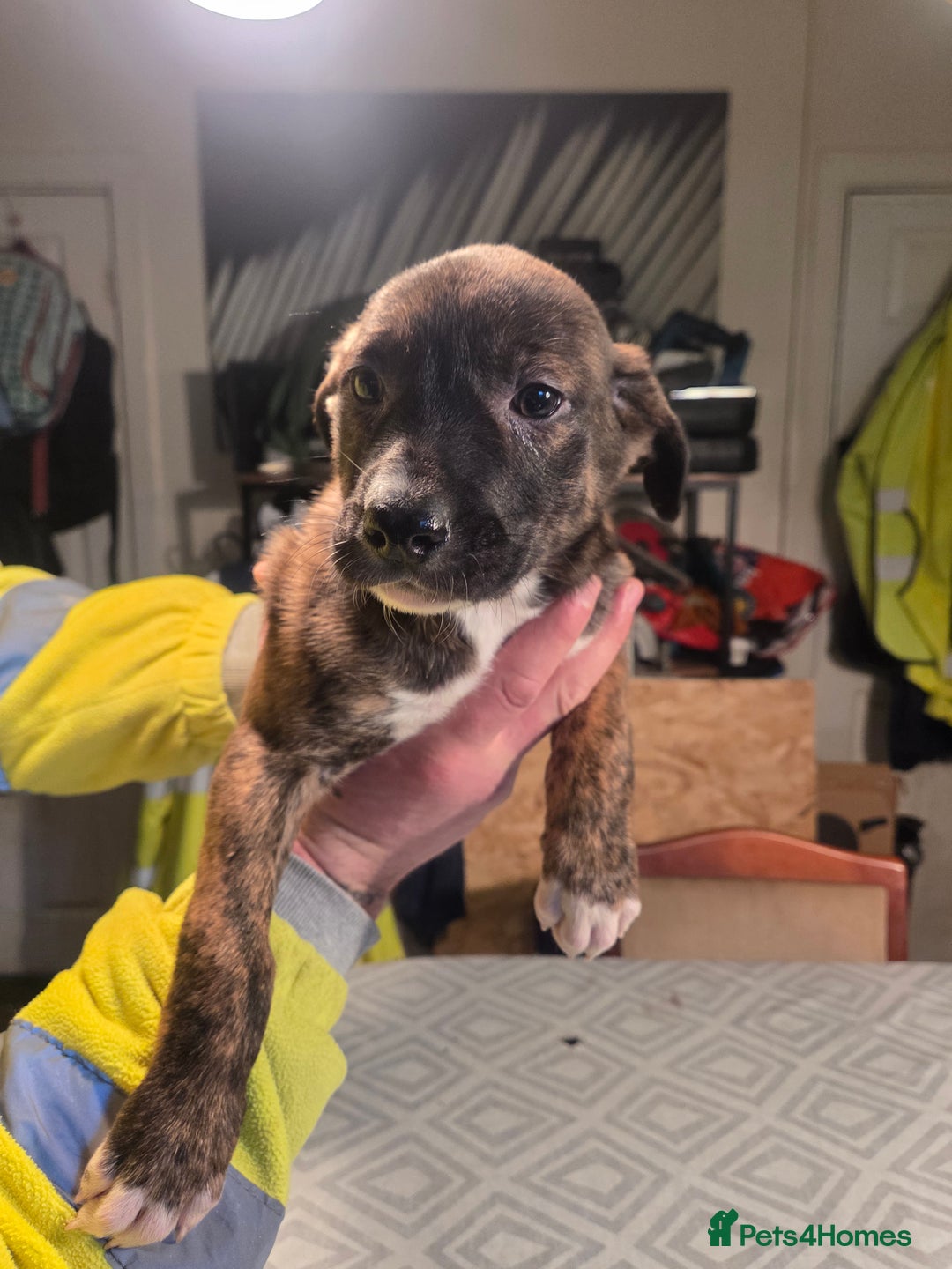 Mixed Breed dogs for sale: Bullcros  - Advert 18