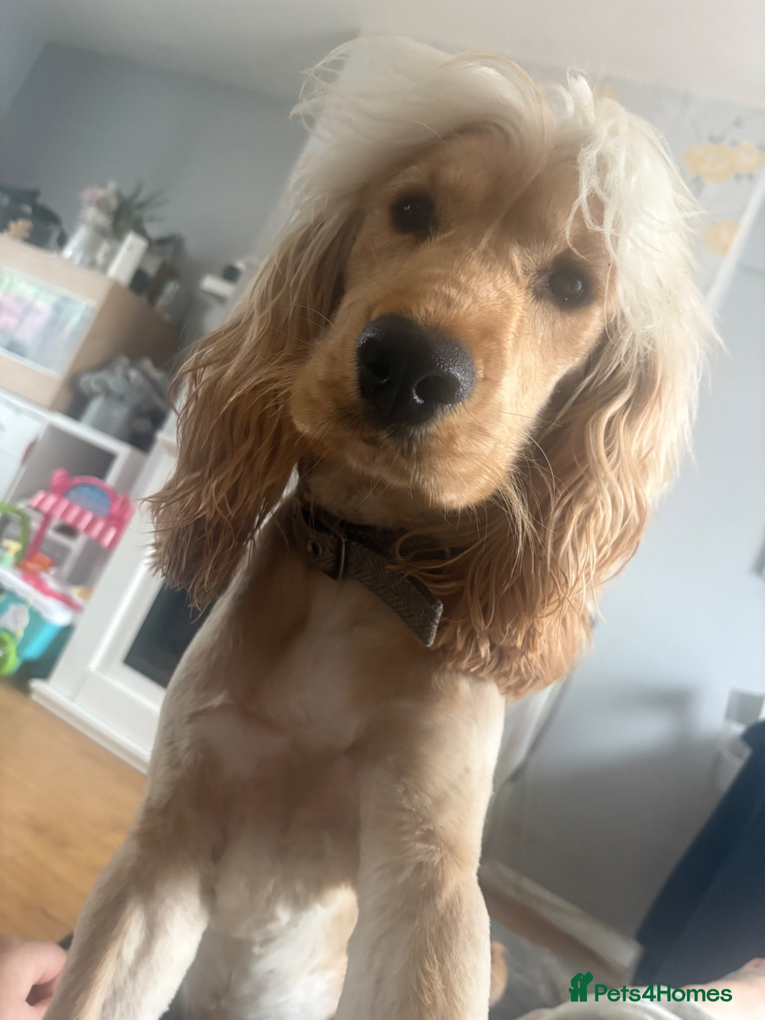 Cocker Spaniel dogs 1 year old male spaniel  - Advert 1