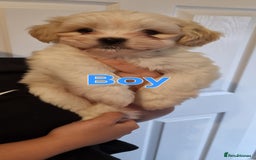 Shih Tzu dogs for sale: Shihtzu puppies - Image 2