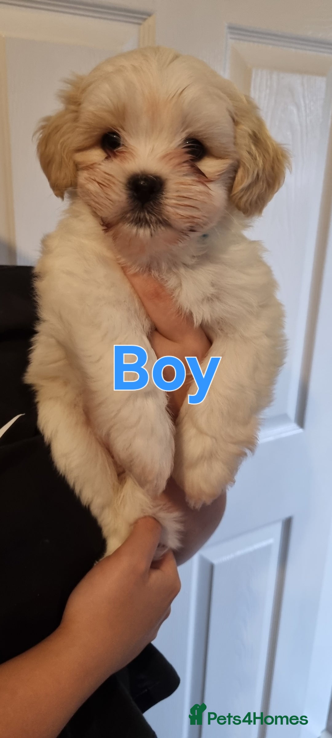 Shih Tzu dogs for sale: Shihtzu puppies - Image 2