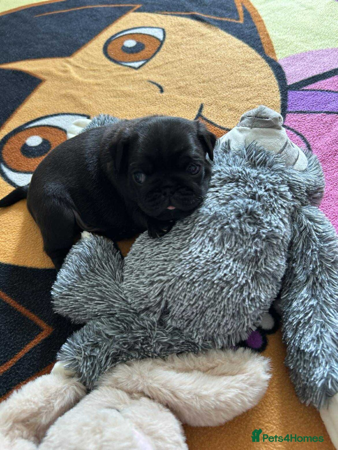 Pug dogs for sale: KCreg pug puppies for sale. - Image 31