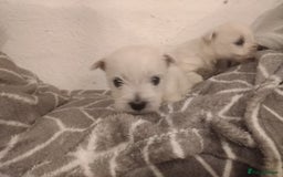 West Highland Terrier dogs for sale: Gorgeous KC registered Westie pups - Image 8