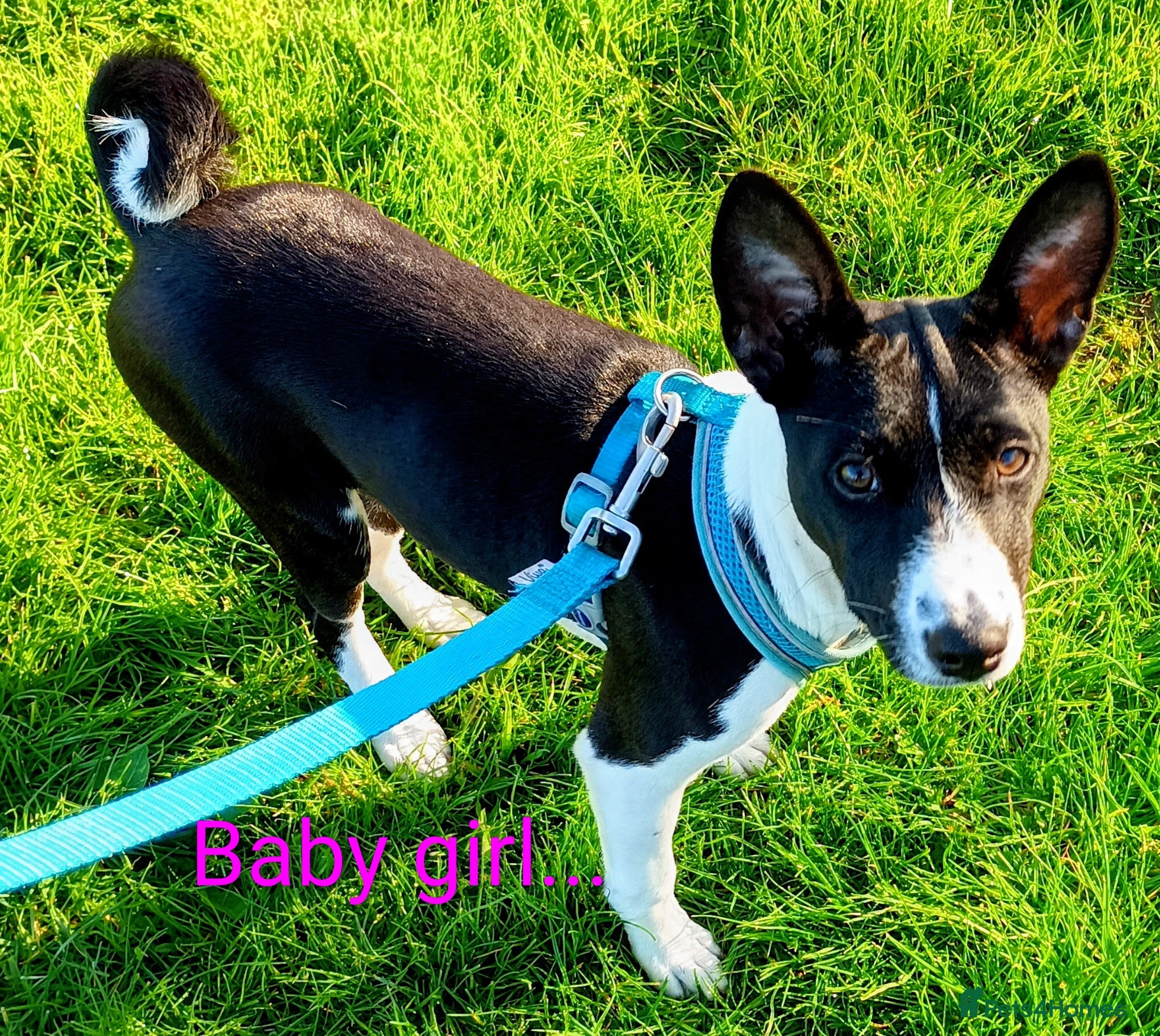 Basenji dogs Basenji baby girl... last one left. Top quality. - Advert 1