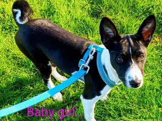 Basenji dogs Basenji baby girl... last one left. Top quality. - Advert 1