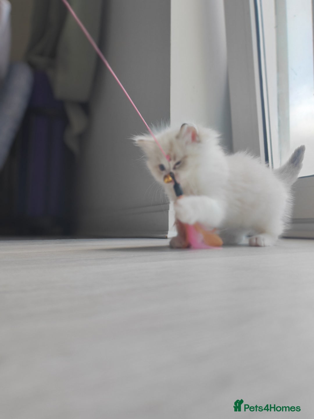 Ragdoll cats for sale: Purebred and Cute Ragdoll in Cardiff - Image 10