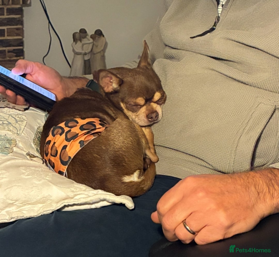 Chihuahua dogs for sale: Male Chihuahua  - Advert 2