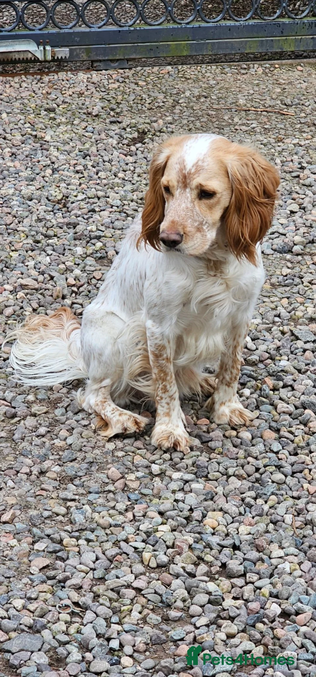 Cocker Spaniel dogs for sale: Beautiful cocker spaniel puppies - Advert 20